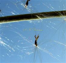  Spikelet